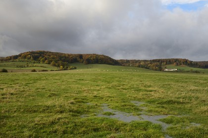 France, Meuse, Lorraine Regional Park, Cotes de Meuse towards Bonzee, herd of cows