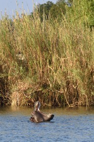 Zimbabwe, Matabeleland North Province, Victoria Falls, the Zambezi River upstream from Victoria Falls, hippopotamus (Hippopotamus amphibius)