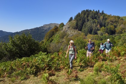France, Cantal, Parc Naturel Régional des Volcans d'Auvergne (regional nature park of Auvergne volcanoes), Laveissière, on the Way of St. James to Santiago de Compostela by Via Arverna, hikers on the mountain pastures off the slopes of Puy de Seycheuse, the Rocher du Bec de l'Aigle in the far background