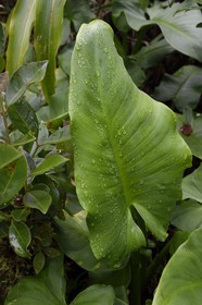 France, Ile de la Reunion, Saint Benoit, Parc national de La Reunion, classé Patrimoine Mondial de l'UNESCO, foret de Bébour, feuille d'Arum