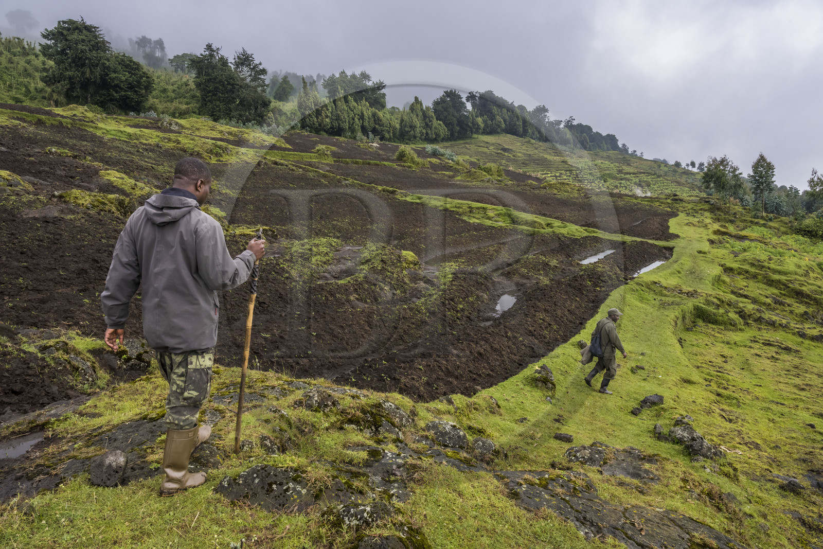 Rwanda, Province du Nord, District de Musanze (Ruhengeri), garde et pisteur du Parc sur les pentes volcaniques du mont Karisimbi dans les montagnes des Virunga en contrebas du Parc national des Volcans où vivent les gorilles, les derniers champs défrichés avant la forêt