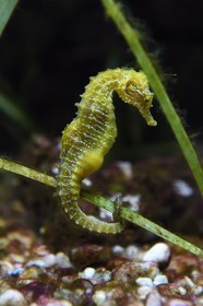 France, Var, Ile des Embiez, the Paul Ricard Oceanographic Institute, long-snouted seahorse (Hippocampus guttulatus)