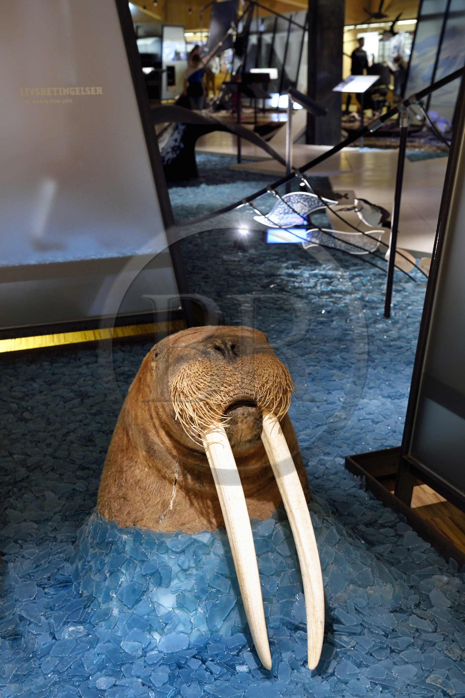 Norvège, Svalbard, Spitzberg, Longyearbyen, Svalbard museum, morse (Odobenus rosmarus) Norvège, Svalbard, Spitzberg, Longyearbyen, Svalbard museum, morse (Odobenus rosmarus)