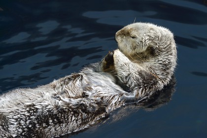 Portugal, Lisbonne, Parque das Nações (Parc des nations) construit pour l'exposition universelle de 1998, Oceanário (Oceanarium), loutre de mer (Enhydra lutris)