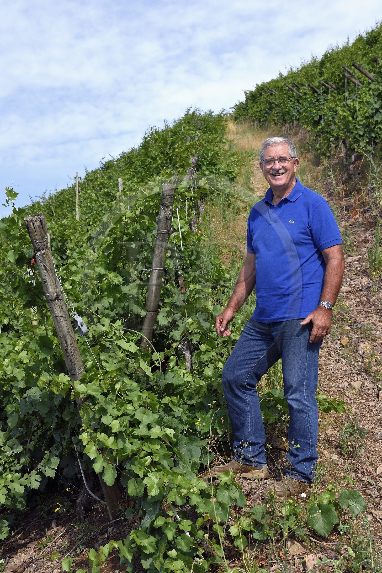 France, Haut-Rhin (68), Route des vins d'Alsace, Thann, vignoble Grand Cru de Rangen, le viticulteur Eugene Schnebelen propriétaire du Clos de la Chapelle Saint-Urbain