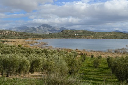 Espagne, Andalousie, province de Jaén, champs d'oliviers au sud de Martos entre Baena et Alcaudete, laguna del Conde et la Sierra Magina en arrière plan
