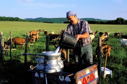 France, Saone et Loire, Cormartin region, milking of goats herd