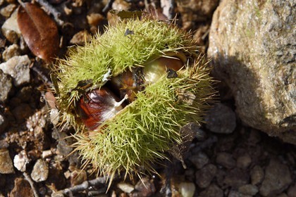 France, Var, Massif des Maures, Collobrières, chestnuts in their bug