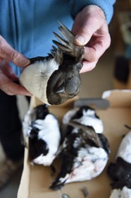 Groenland, cote Nord-Ouest, Siorapaluk, mergule nain (Alle alle) que mangent les inuits