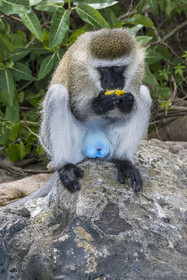 Rwanda, Province de l’Ouest, Karongi (anciennement nommée Kibuye), lac Kivu, singe Vervet bleu (Chlorocebus pygerythrus) sur un des ilots au large de Kibuye, les males ont les testicules de couleur bleue et le pénis rouge