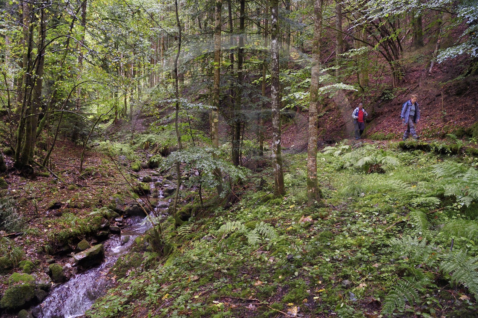 France, Haut-Rhin (68), Parc naturel régional des ballons des Vosges, randonneurs remontant la vallée de Storckensohn vers le sommet de La Tête des Perches