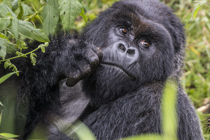 Rwanda, Province du Nord, Parc National des Volcans dans la chaine des Monts Virunga, mont Karisimbi, gorille des montagnes (Gorilla beringei beringei), dos argenté (silverback) nommé Impuzamahanga qui est le male dominant du groupe Susa