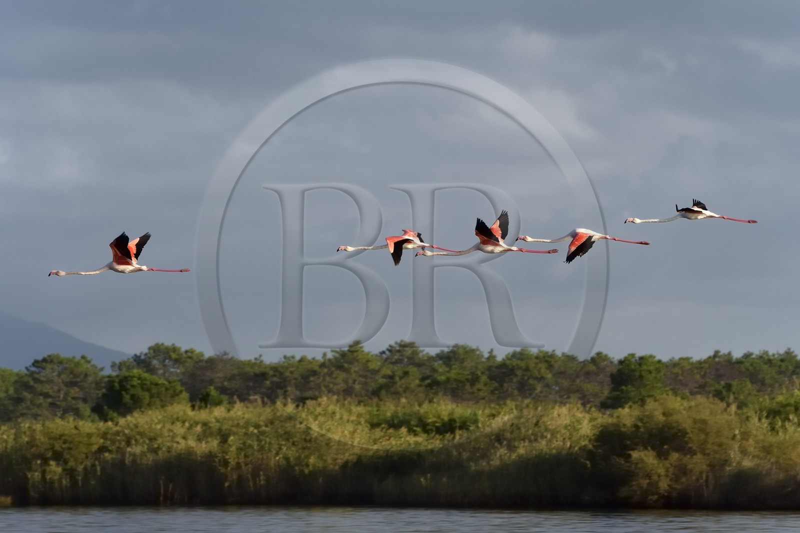 France, Haute-Corse (2B), l'étang de Biguglia (stagnu di Chjurlinu), réserve naturelle de Corse (RNC), vol de Flamants roses (Phoenicopterus roseus)