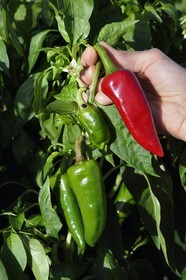 France, Pyrenees Atlantiques, Basque Country, Espelette, field of Espelette peppers, the green pepper turns red when matured