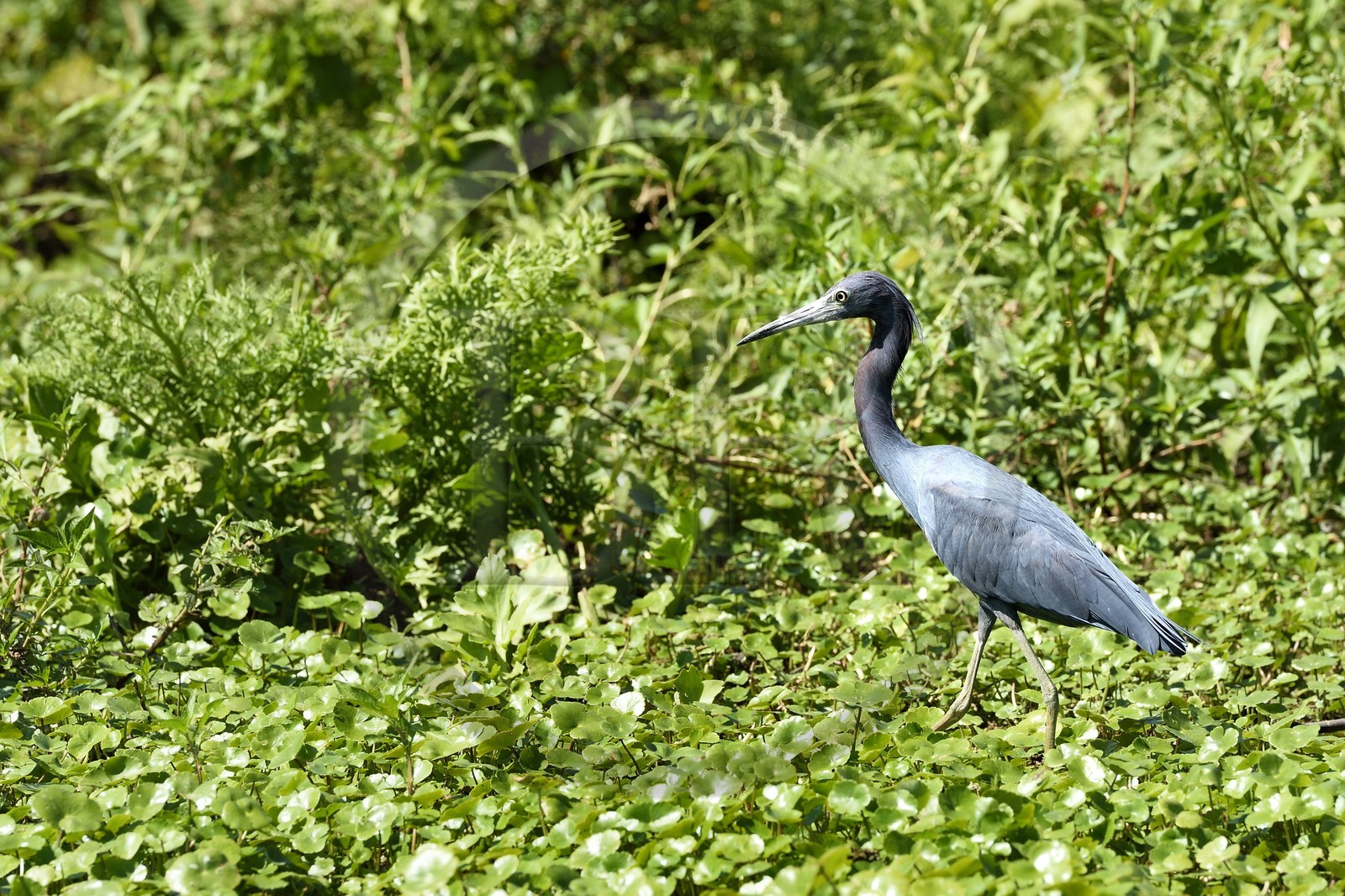 Nicaragua, Ile d'Ometepe réserve mondiale de Biosphère sur le lac Nicaragua, marais le long du Rio Istian, Aigrette bleue (Egretta caerulea)