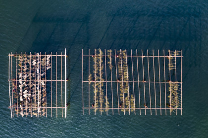 France, Hérault, Bouzigues, village on the banks of the Etang de Thau and renowned for its oysters and shellfish, oyster farms (aerial view)