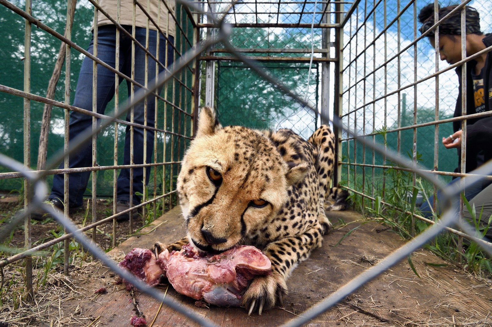 Namibie, Otjiwarongo, Cheetah Conservation Fund, centre de recherche et d'éducation, administration de fluides sous-cutanés 3 fois par semaine au guépard (Acinonyx jubatus) appelé Mendel souffrant d'insuffisance rénale chronique et la vétérinaire Emma Alfonso en arrière plan Namibie, Otjiwarongo, Cheetah Conservation Fund, centre de recherche et d'éducation, administration de fluides sous-cutanés 3 fois par semaine au guépard (Acinonyx jubatus) appelé Mendel souffrant d'insuffisance rénale chronique et la vétérinaire Emma Alfonso en arrière plan