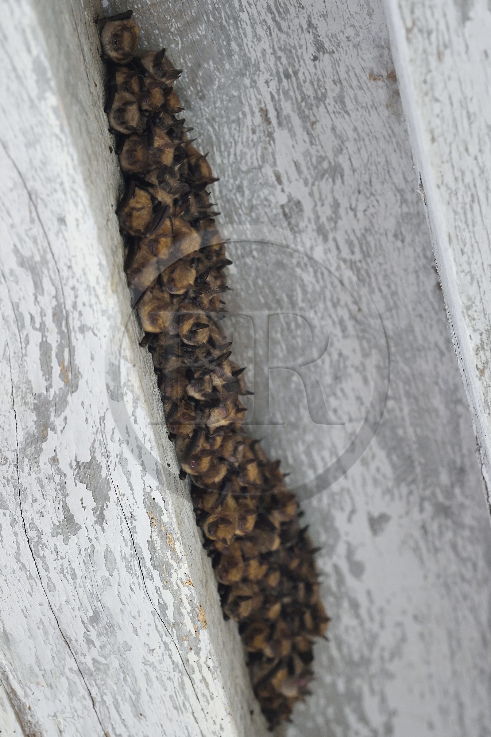 France, Allier (03), ancienne province du Bourbonnais, Besson, chateau de Fourchaud (XIVe siècle au XVIe siècle) appartenant aujourd'hui aux descendants des Bourbon-Parme