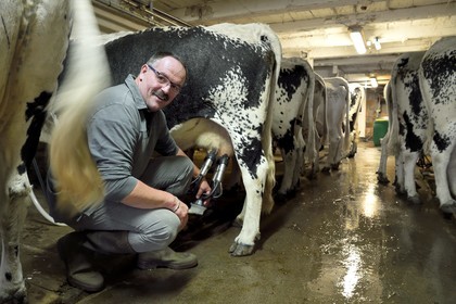 France, Haut Rhin, Kruth, ferme auberge marcaire du Schafert (farmhouse inn Schafert), Serge Sifferlen milking his Vosges cows