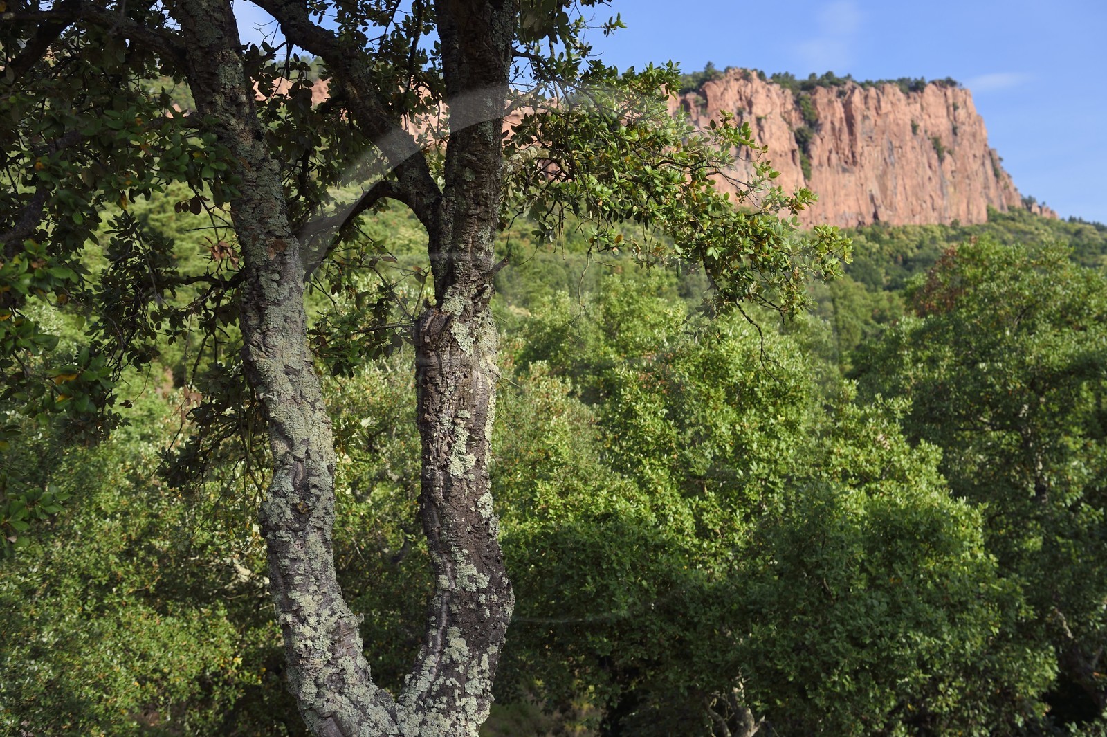 France, Var (83), entre Bagnols-en-Forêt et Roquebrune-sur-Argens, les Gorges du Blavet, jeune chene liège France, Var (83), entre Bagnols-en-Forêt et Roquebrune-sur-Argens, les Gorges du Blavet, jeune chene liège