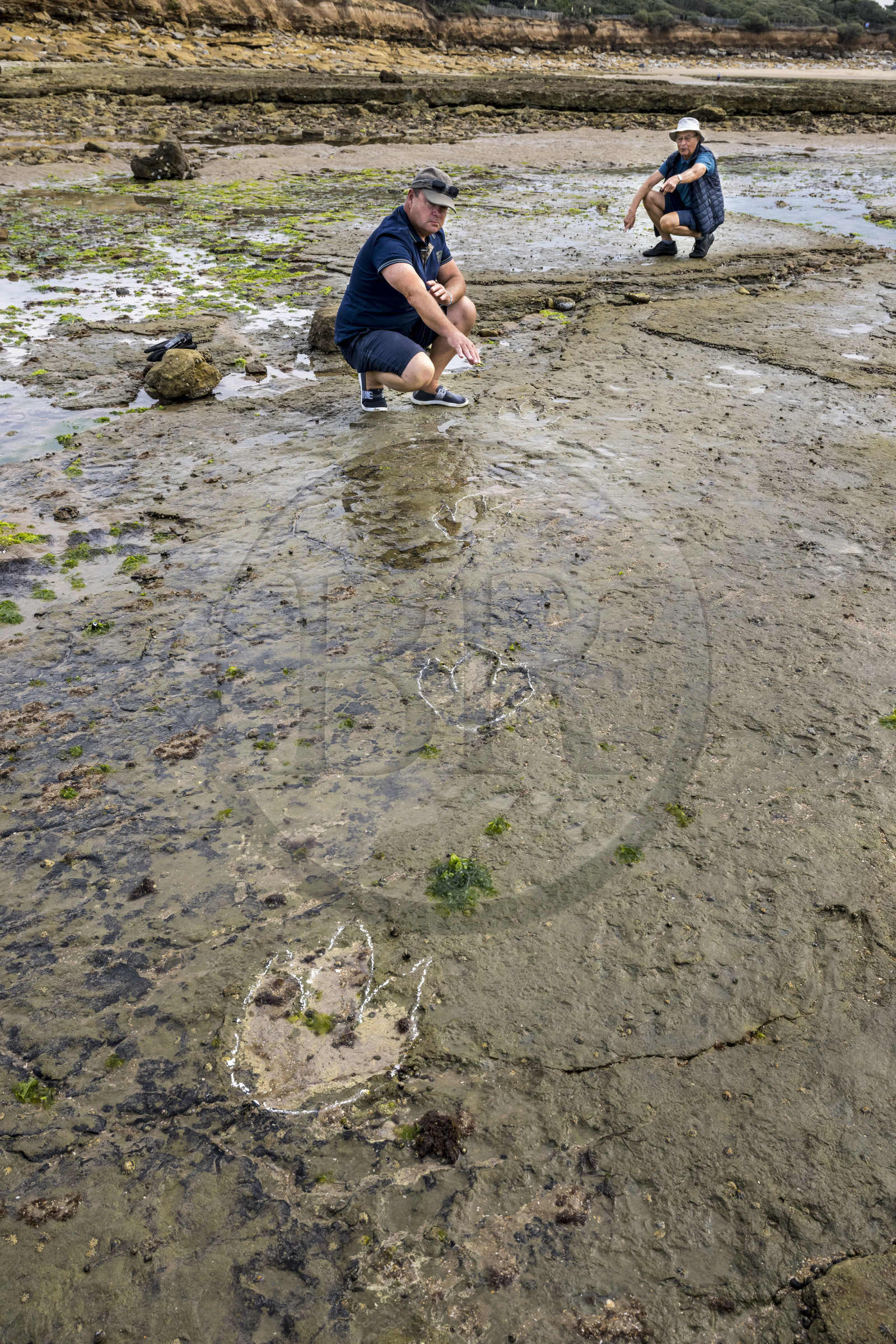 France, Vendée (85), Talmont-Saint-Hilaire, la Pointe du Payré, estran du site du Veillon à marée basse, Didier Neault à gauche et Jack Guichard à droite marquent à la craie les traces fossiles tridactyles de dinosaures bipèdes datées d'environ 200 millions d’années
