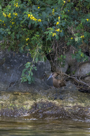 Rwanda, Province de l’Ouest, Karongi (anciennement nommée Kibuye), lac Kivu, Ombrette africaine (Scopus umbretta) sur un des ilots au large de Kibuye