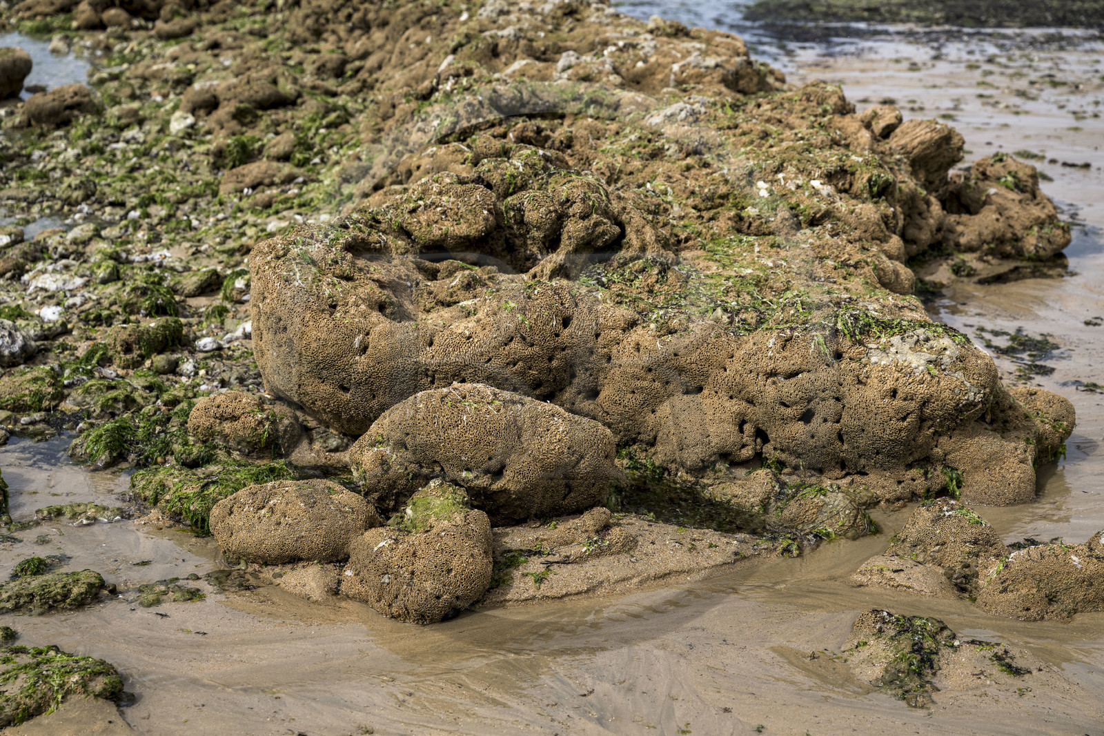 France, Charente-Maritime (17), Ile d'Oléron, Saint-Georges-d'Oléron, sur l’estran de la plage des Sables Vignier à marée basse, biostructure batie par les vers marins hermelles (Sabellaria alveola), ils réalisent des tubes en collant grains de sable et fragments de coquillage