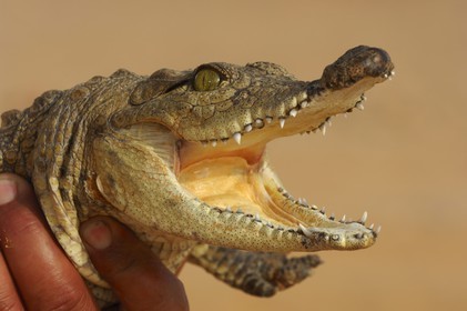 Egypte, Haute Egypte, Lac Nasser, site des temples d'Amada, bébé crocodile du Nil