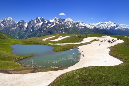 Georgia, Upper Svaneti (Zemo Svaneti), Mestia, herd of cow around the Koruldi Lake on the foothills of Mount Ushba