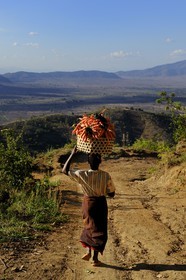 Tanzanie, région de Morogoro, les Monts Uluguru, aux alentours de l'ancien refuge allemand de Morningside, femme portant un panier de carottes sur sa tête