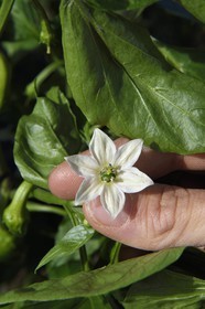 France, Pyrenees Atlantiques, Basque Country, Espelette, field of Espelette peppers, flower whose heart will become the pepper