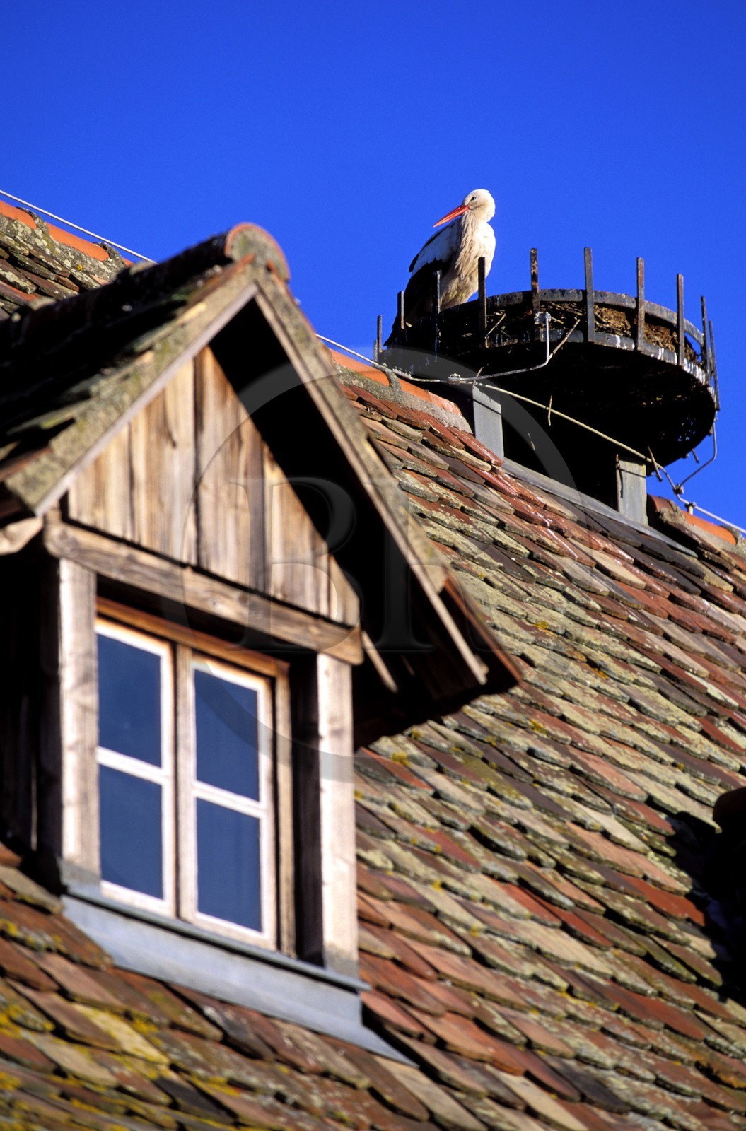 France, Haut-Rhin (68), cigogne dans son nid sur le toit d'une maison traditionnelle