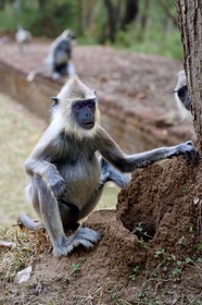 Sri Lanka, Central Province, Matale District, Sigiriya, Old city of Sigiriya listed as World Heritage by UNESCO, Rock of the Lion former Royal Palace, tufted gray langur (Semnopithecus priam)