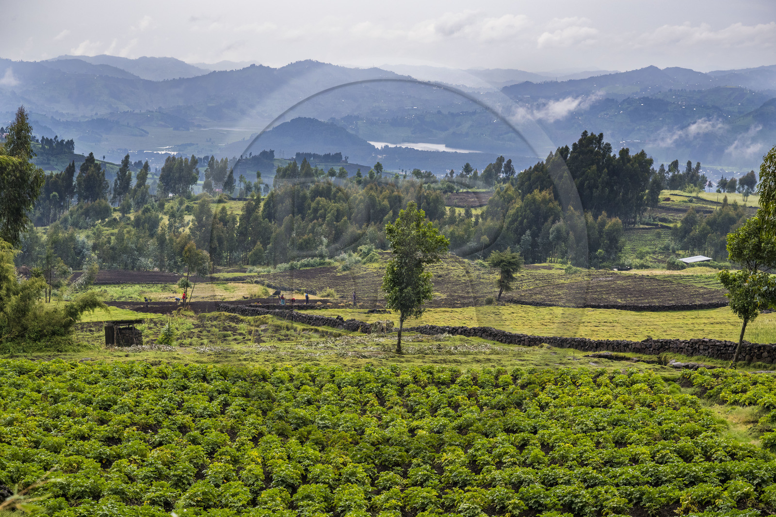 Rwanda, Province du Nord, District de Musanze (Ruhengeri), culture des champs sur les pentes volcaniques du mont Karisimbi dans les montagnes des Virunga en bordure du Parc national des Volcans où vivent les gorilles, champs de pommes de terre
