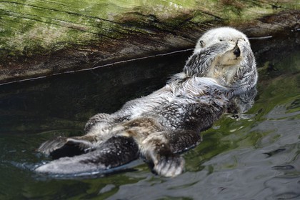 Portugal, Lisbonne, Parque das Nações (Parc des nations) construit pour l'exposition universelle de 1998, Oceanário (Oceanarium), loutre de mer (Enhydra lutris)