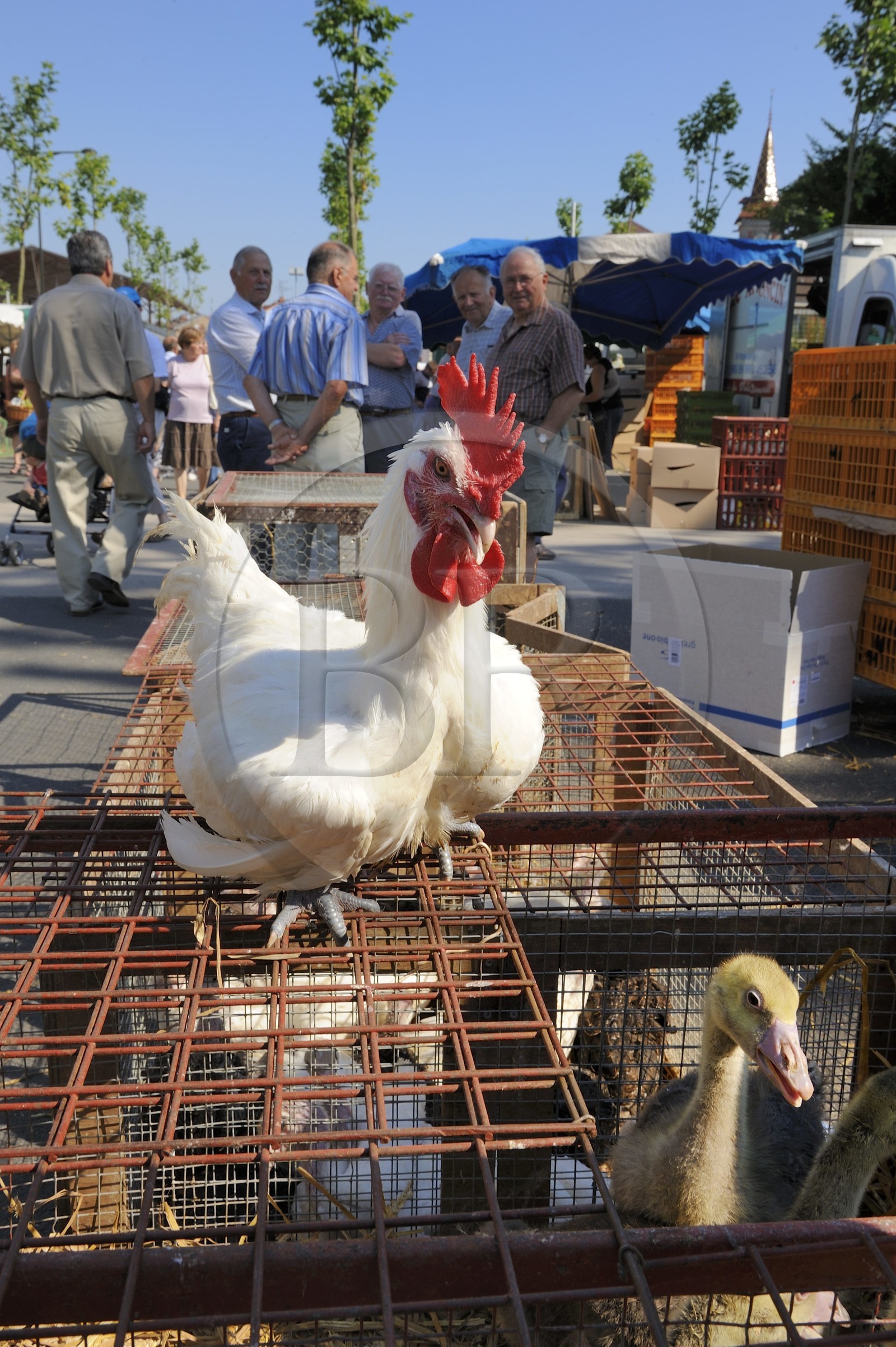 France, Saône et Loire (71), Louhans, le marché à la volaille du lundi, coq de Bresse pattes bleues