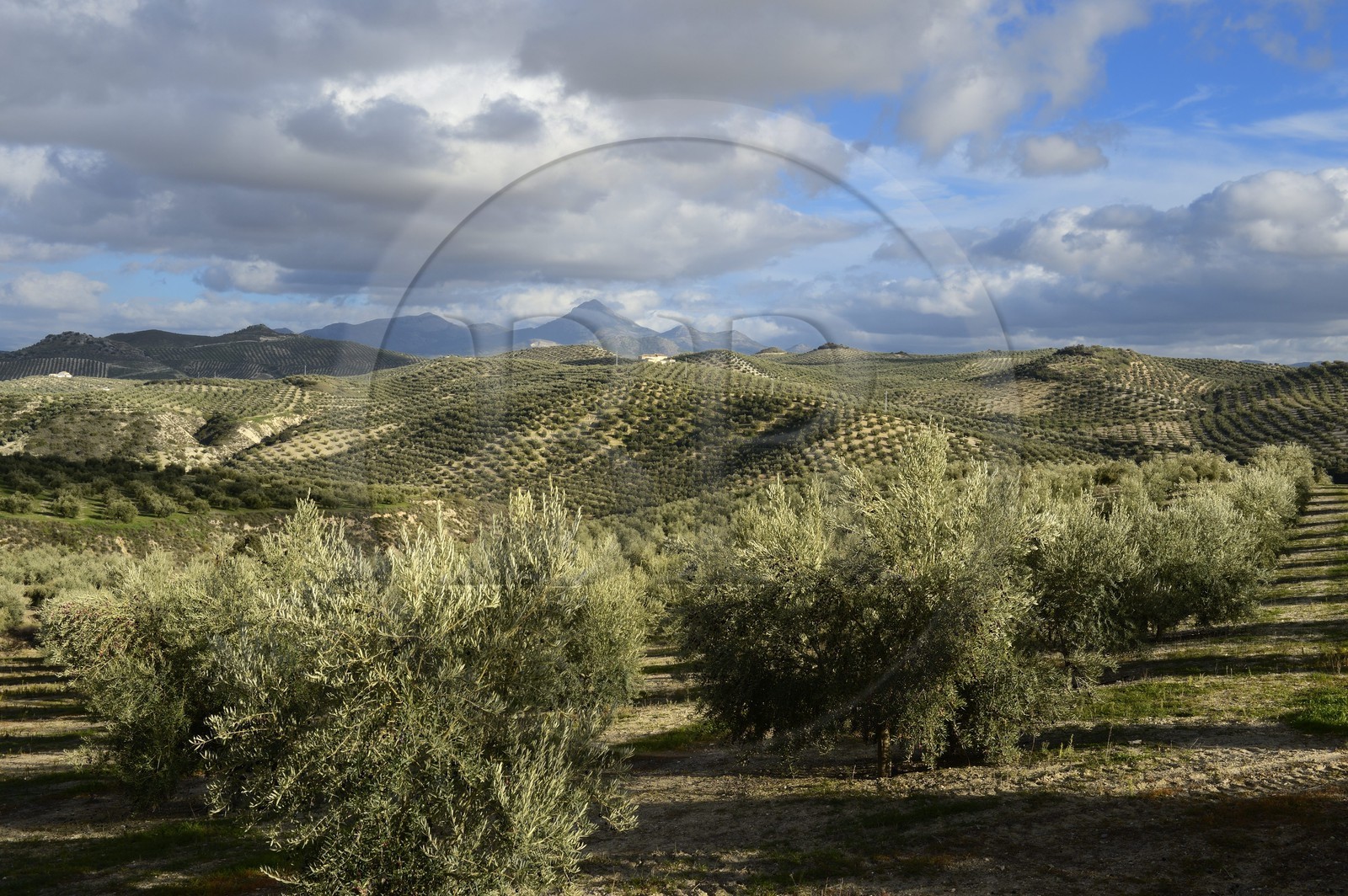 Espagne, Andalousie, province de Jaén, champs d'oliviers au sud de Martos entre Baena et Alcaudete, la Sierra Magina en arrière plan