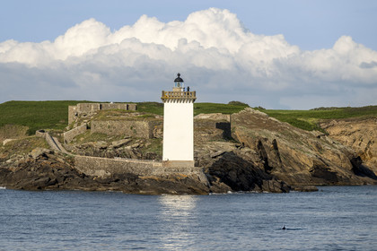 France, Finistère (29), Le Conquet, presqu'ile de Kermorvan, le phare de Kermorvan construit en 1849, un dauphin nage à ses pieds
