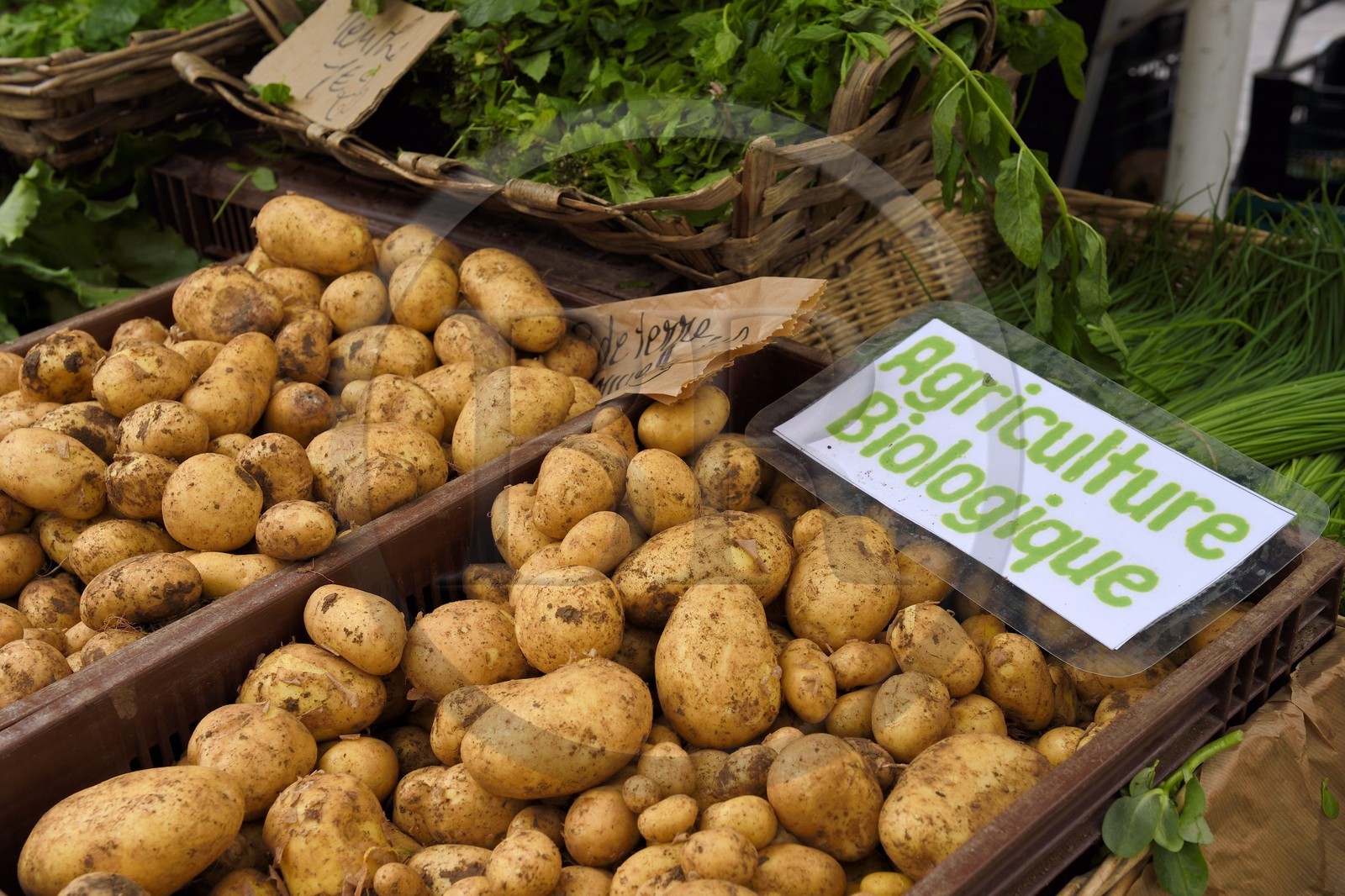 France, Alpes-Maritimes (06), Nice, vieille ville, marché du cours Saleya, étal de pommes de terre bio