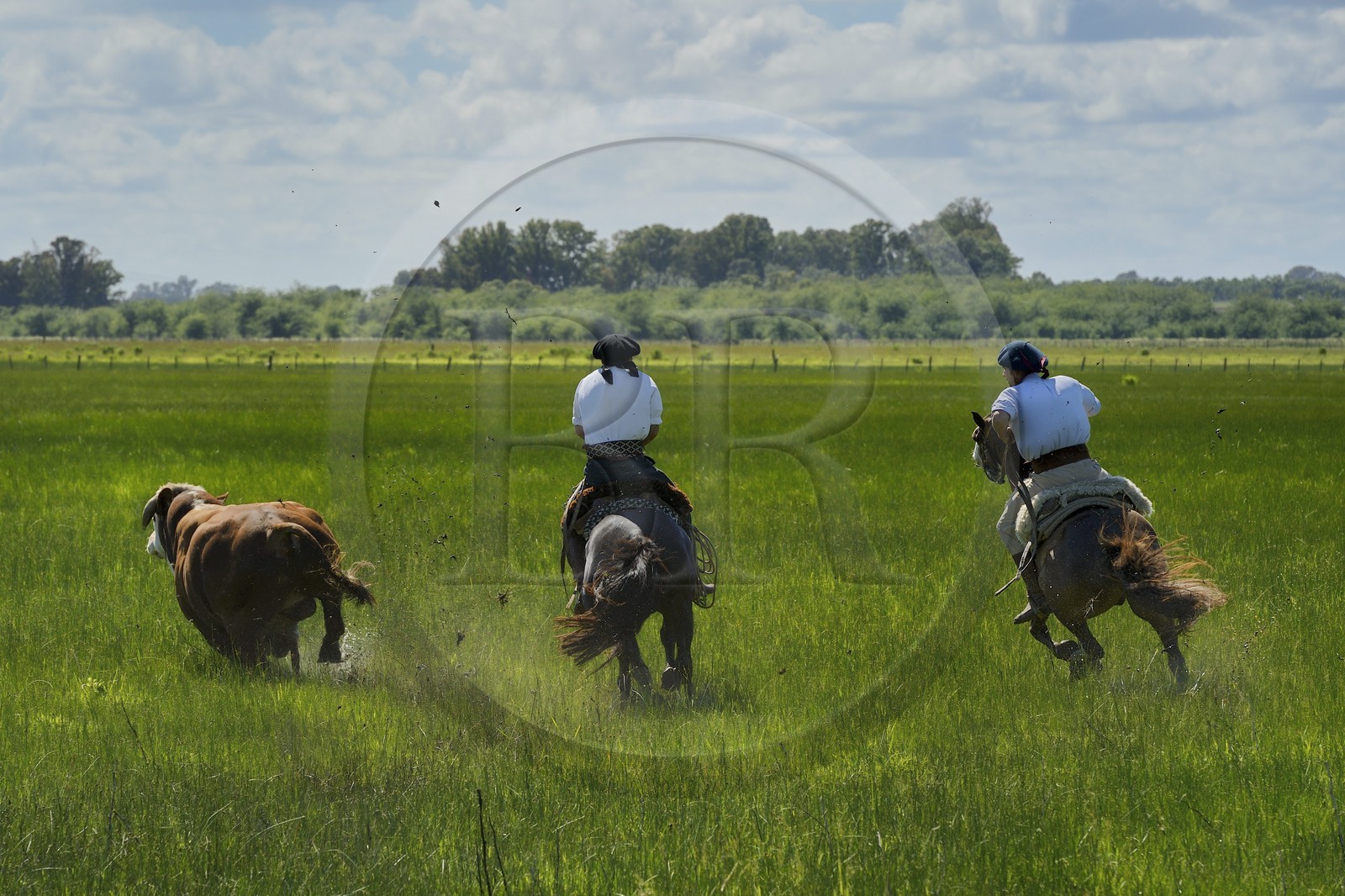 Argentine, province de Buenos Aires, San Antonio de Areco, estancia La Bamba de Areco, gauchos au travail pourchassant un taureau