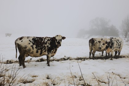 France, Manche, Cotentin, marshes of la Douve towards Liesville sur Douve, cows in the fog and snow