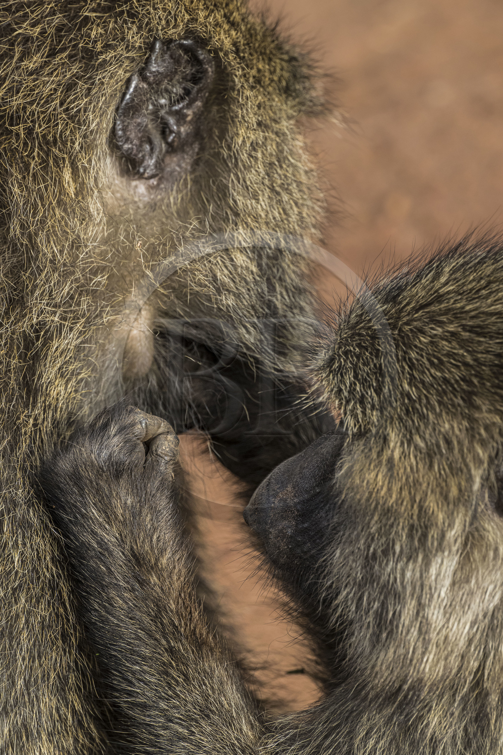 Rwanda, Parc national de l'Akagera, babouin olive (Papio anubis) épouillant un de ses congénères