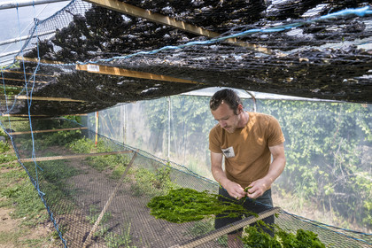 France, Finistère, Pays Bigouden (Bigouden country), Plozevet, Lenny Gouedic co-creator of Begood Alg, display of wild edible algae during the harvest day in a solar dryer