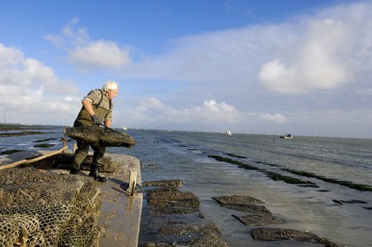 France, Charente-Maritime (17), le bassin Marrennes-Oléron au large de l'Ile d'Oléron, l'ostréiculteur André Massé dans un de ses parcs à huîtres
