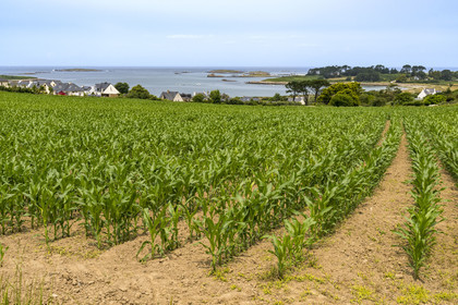 France, Finistère (29), Pays des Abers, Aber Benoit, Landeda, culture du maïs sur la Pointe du Vill