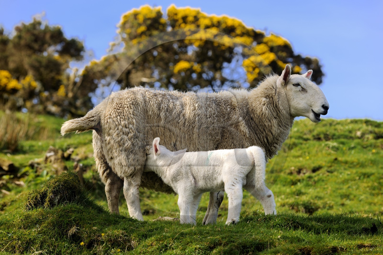Royaume-Uni, Ecosse, région des Highlands, les Hébrides, île de Skye, mouton et son agneau