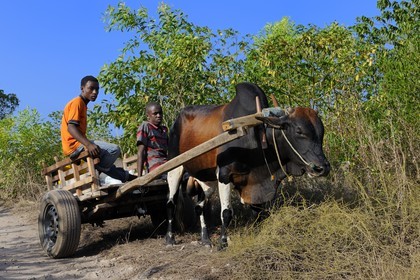Tanzanie, Zanzibar, côte Sud-Est, char à boeuf sur une piste du village de Pingwe