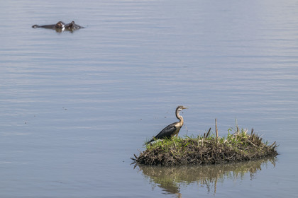Rwanda, Akagera National Park, Lake Hago, African darter (Anhinga rufa), sometimes called snakebird