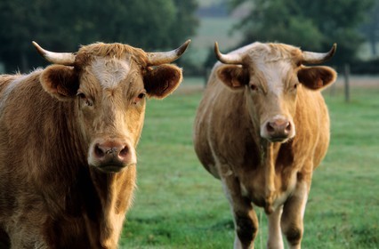 France, Manche, cows