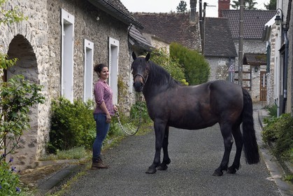 France, Yvelines, Montchauvet, horse in Fromenteau street